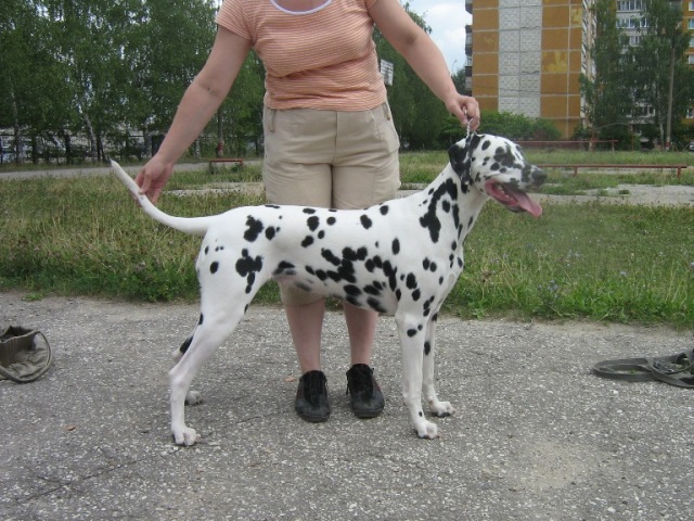 pd hope kennel