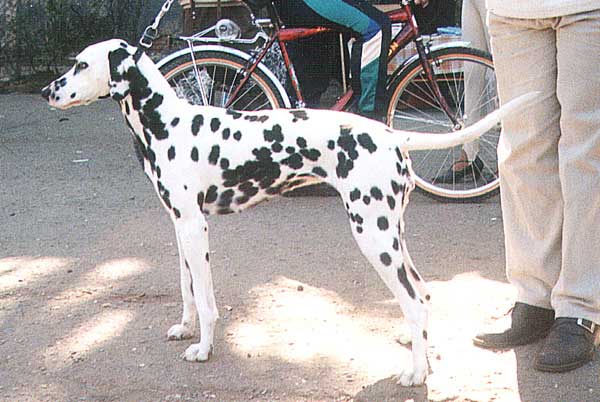 spotty kangar basta