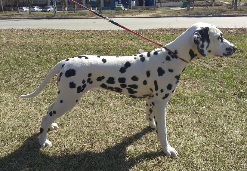 vl grecheskaya boginya