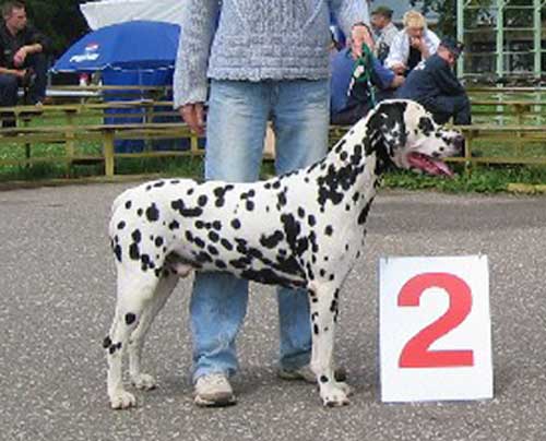 bred pitt s sk